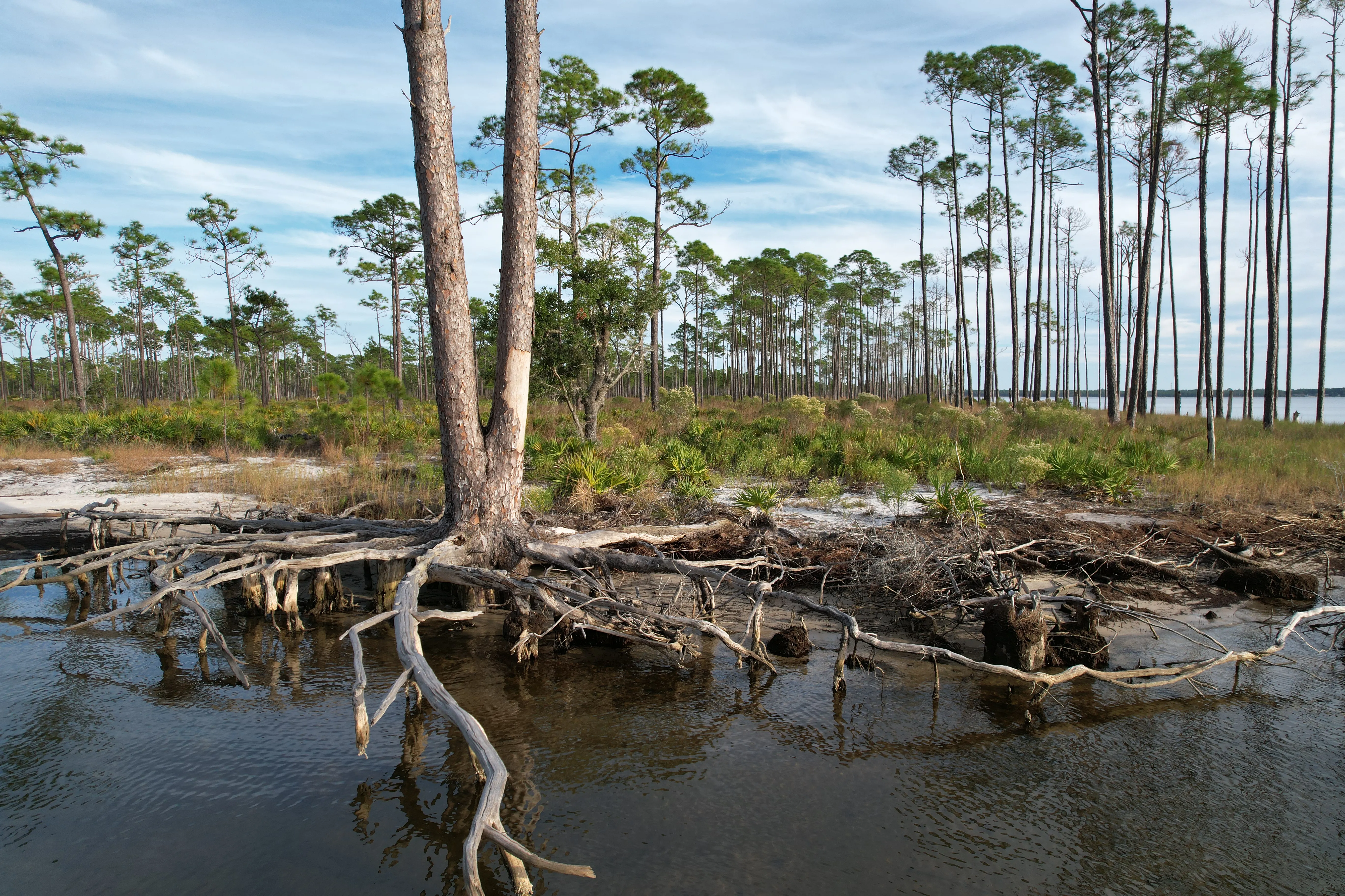 Perdido Bayou Tree