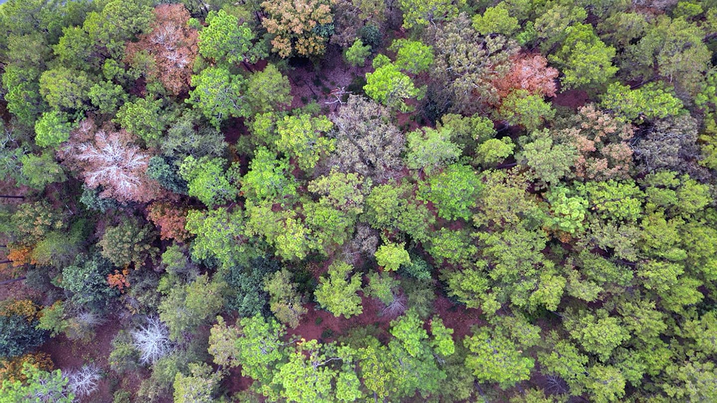 Aerial photo of trees